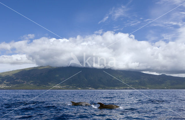 Tuimelaar (Tursiops truncatus)