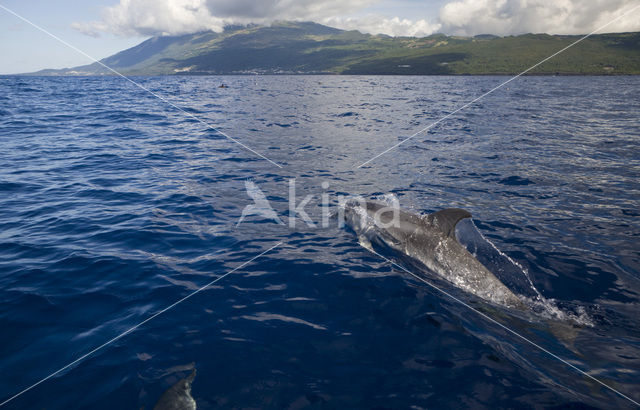 Bottlenose Dolphin (Tursiops truncatus)