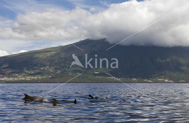 Bottlenose Dolphin (Tursiops truncatus)