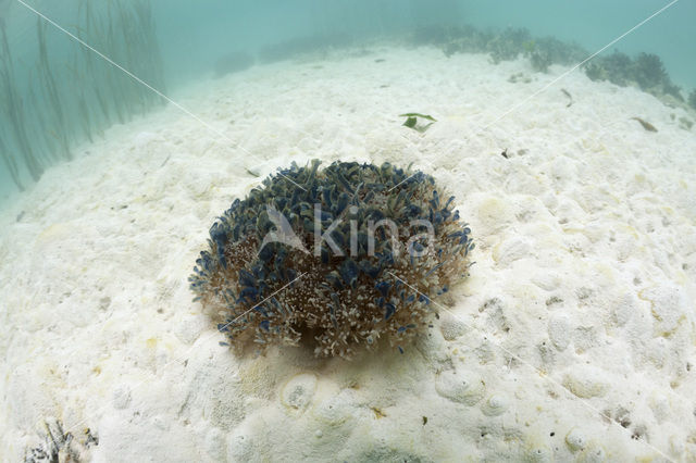 Upside Down Jellyfish (Cassiopea andromeda)