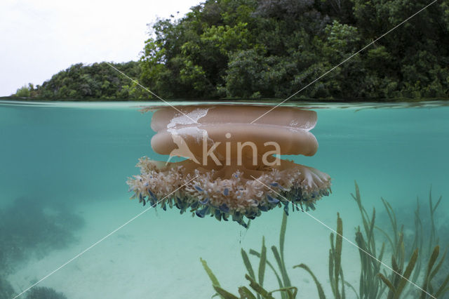 Upside Down Jellyfish (Cassiopea andromeda)