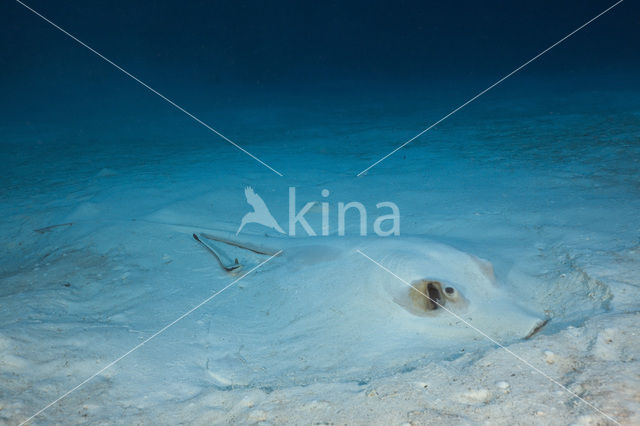 Cowtail stingray (Pastinachus sephen)