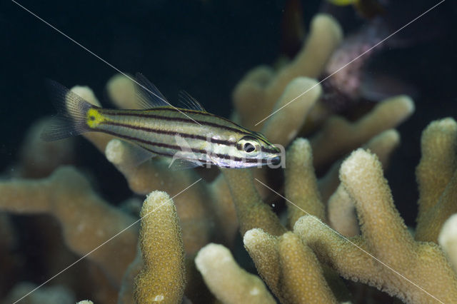 Five-lined cardinalfish (Cheilodipterus quinquelineatus)