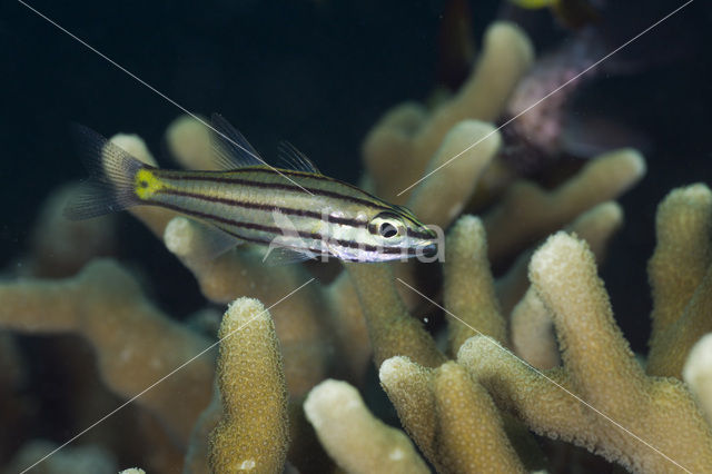 Vijflijnen kardinaalbaars (Cheilodipterus quinquelineatus)