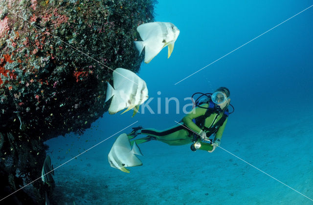 Pinnate batfish (Platax pinnatus)