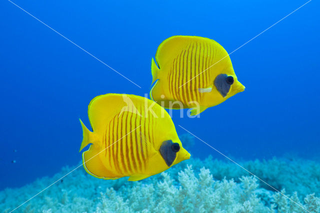 Masked butterflyfish (Chaetodon semilarvatus)