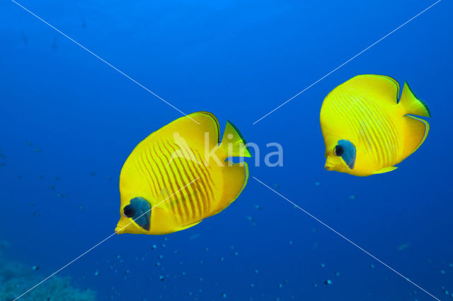 Masked butterflyfish (Chaetodon semilarvatus)