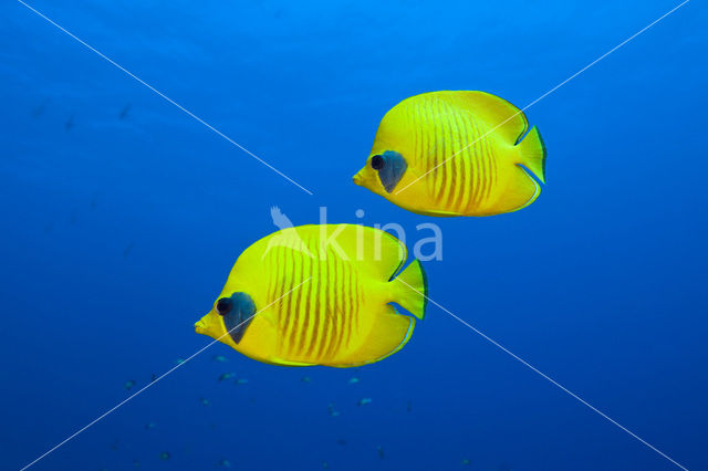 Masked butterflyfish (Chaetodon semilarvatus)