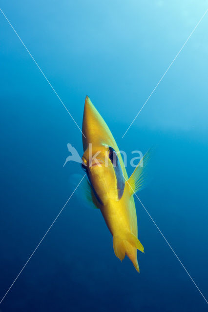 Masked butterflyfish (Chaetodon semilarvatus)