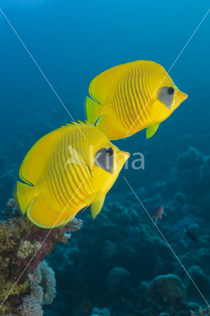 Masked butterflyfish (Chaetodon semilarvatus)