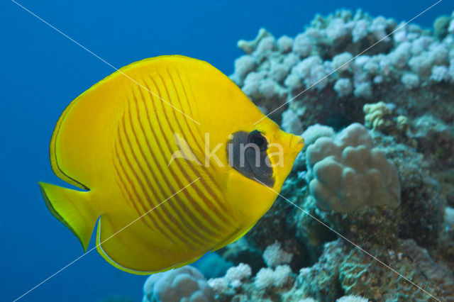 Masked butterflyfish (Chaetodon semilarvatus)