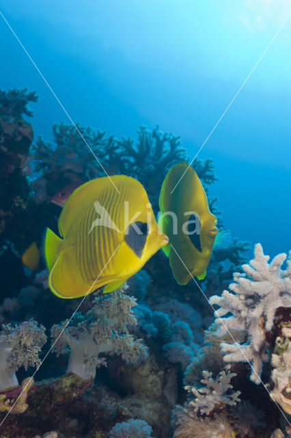 Masked butterflyfish (Chaetodon semilarvatus)