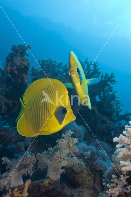 Masked butterflyfish (Chaetodon semilarvatus)