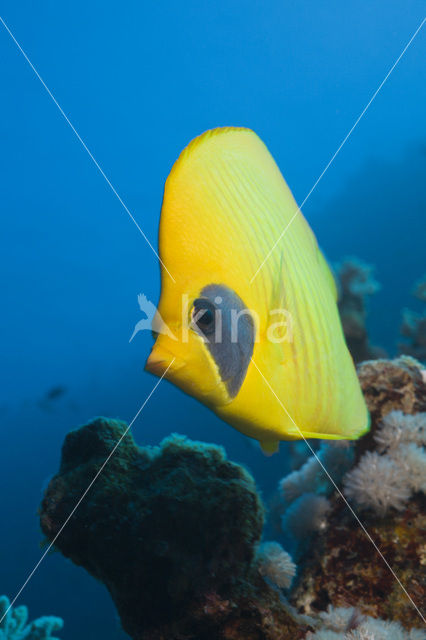 Masked butterflyfish (Chaetodon semilarvatus)