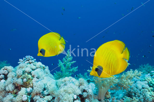 Masked butterflyfish (Chaetodon semilarvatus)