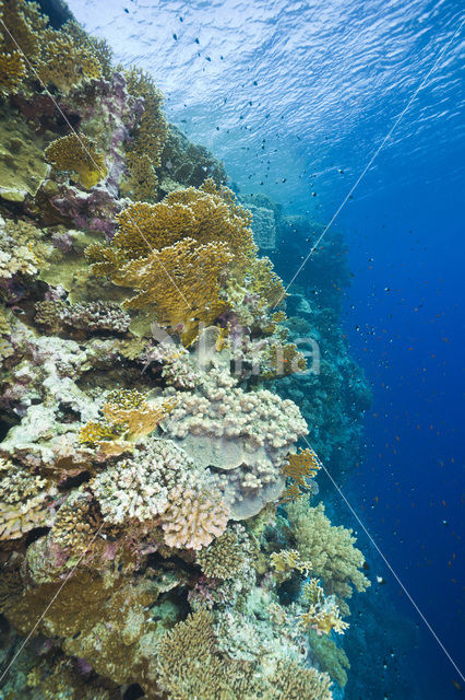 Fire coral (Millepora dichotoma)