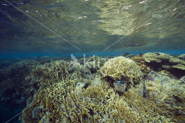 Vuurkoraal (Millepora dichotoma)