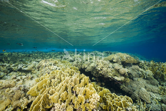 Fire coral (Millepora dichotoma)