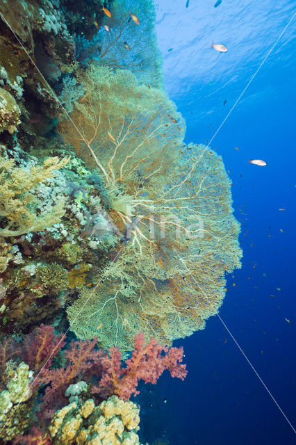 Sea Fan