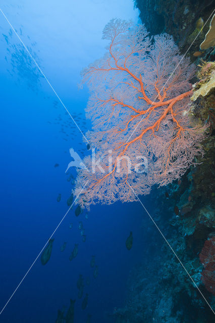 Sea Fan