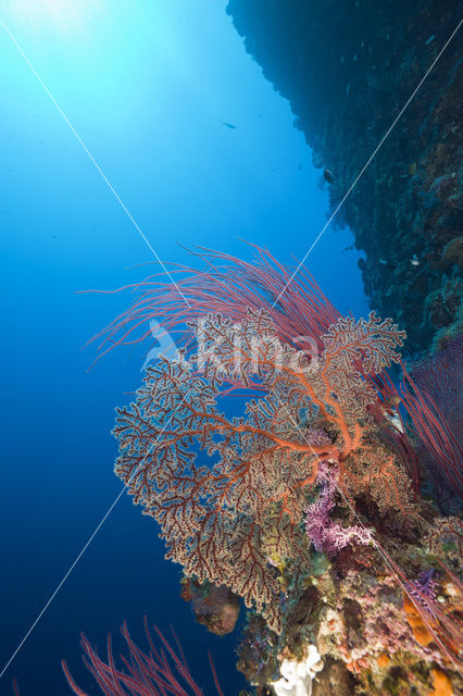 Sea Fan