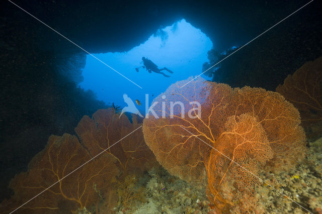 Sea Fan