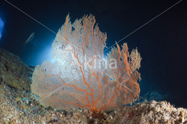 Waaierkoraal (Melithaea spec)