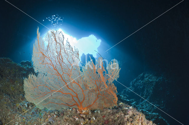 Sea Fan