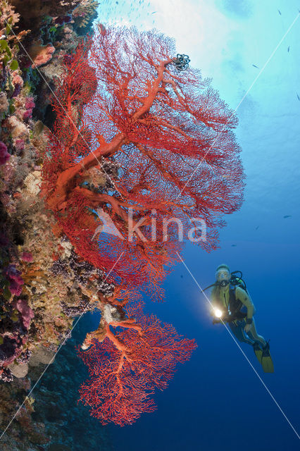 Sea Fan