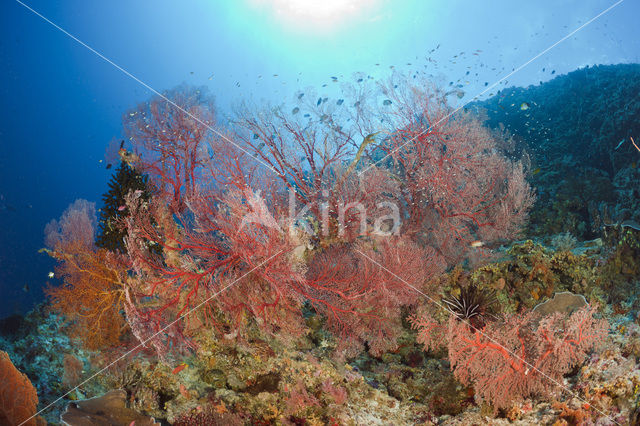 Sea Fan