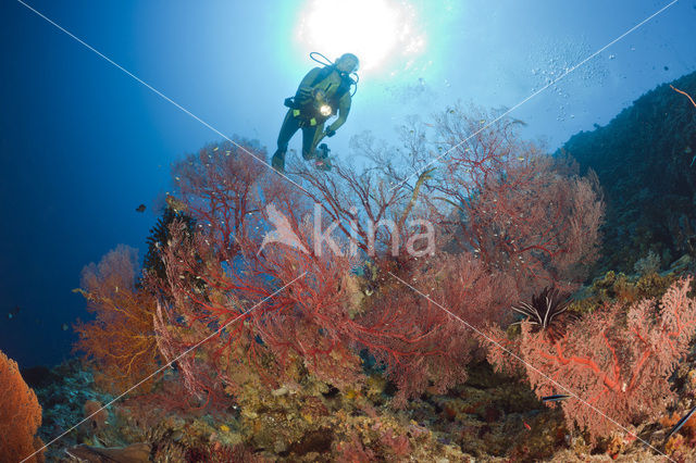 Sea Fan