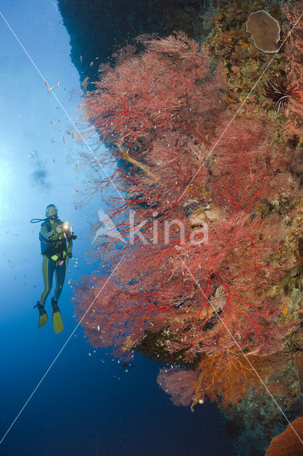 Sea Fan