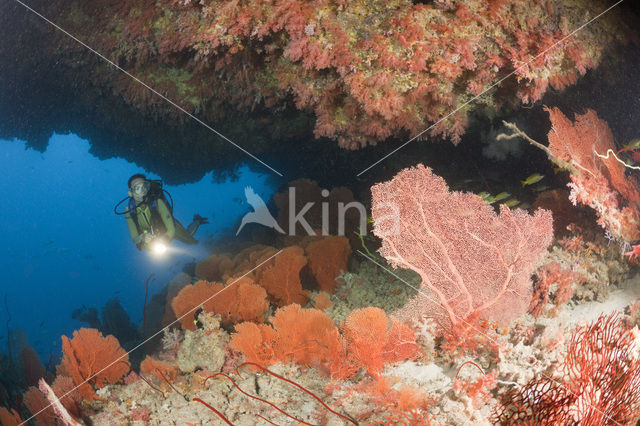 Sea Fan