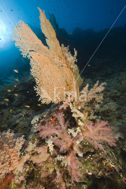 Sea Fan