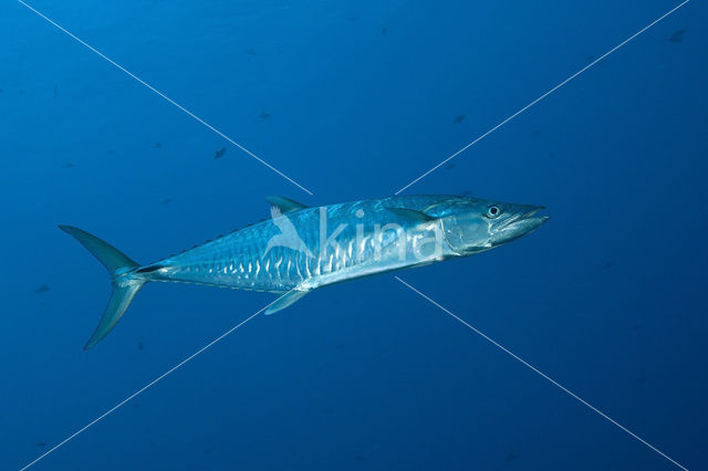 Wahoo (Acanthocybium solandri)