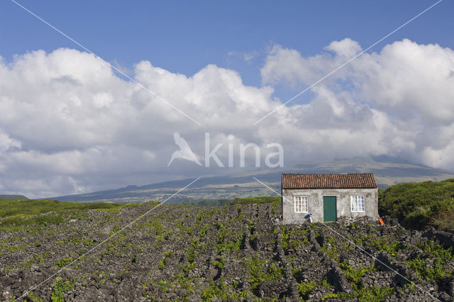 Vineyards