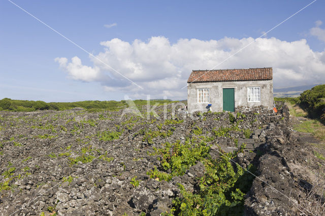 Vineyards