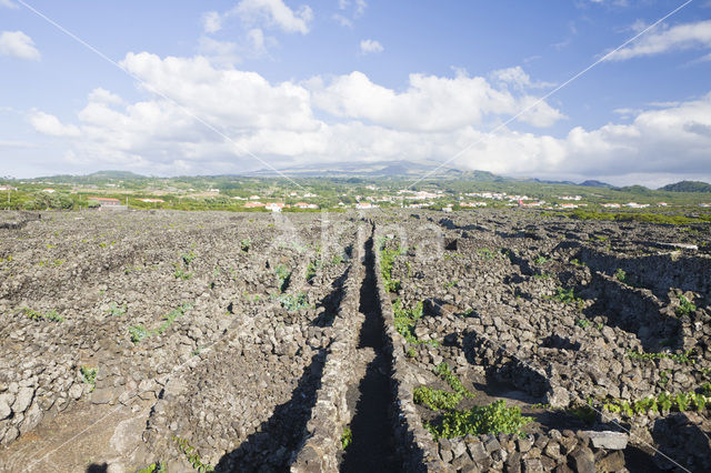 Vineyards