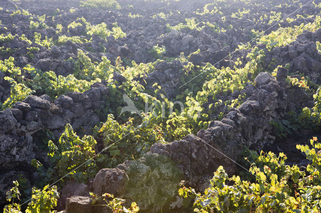 Vineyards