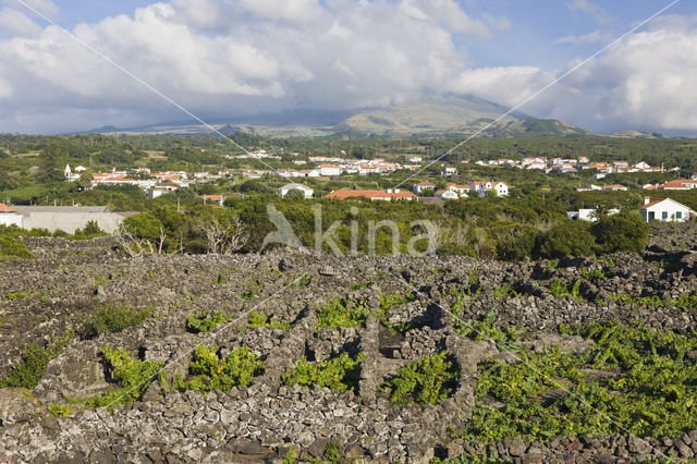 Vineyards