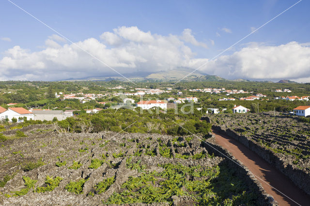 Vineyards