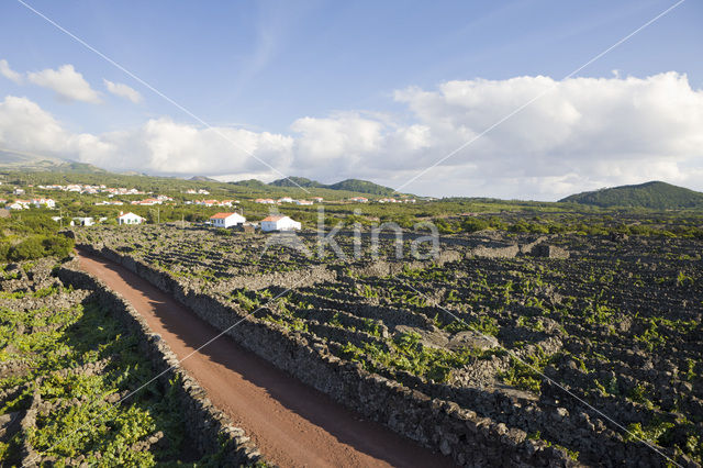 Vineyards