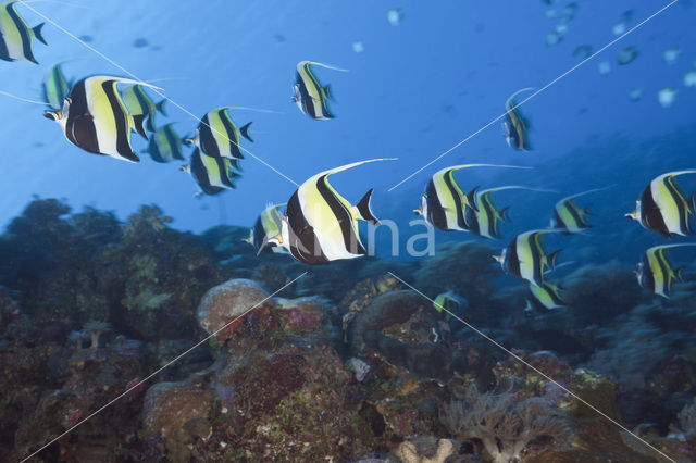 False moorish idol