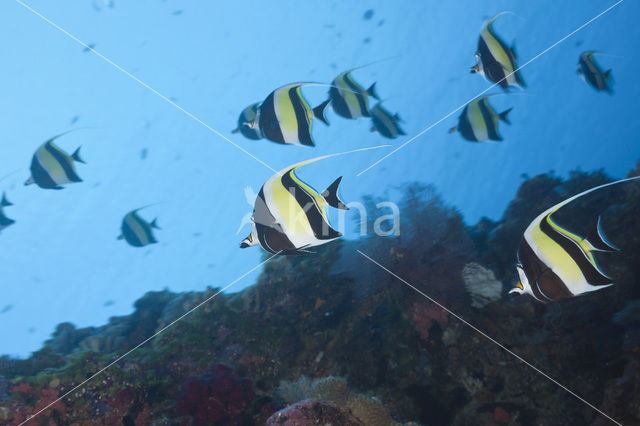 False moorish idol