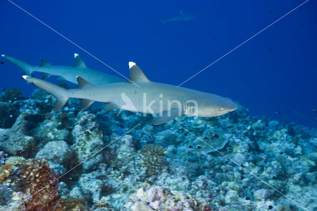 whitetip reefshark (Triaenodon obesus)