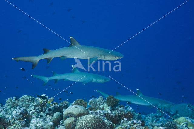 whitetip reefshark (Triaenodon obesus)