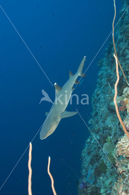 whitetip reefshark (Triaenodon obesus)