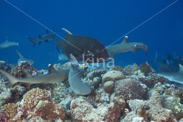 whitetip reefshark (Triaenodon obesus)