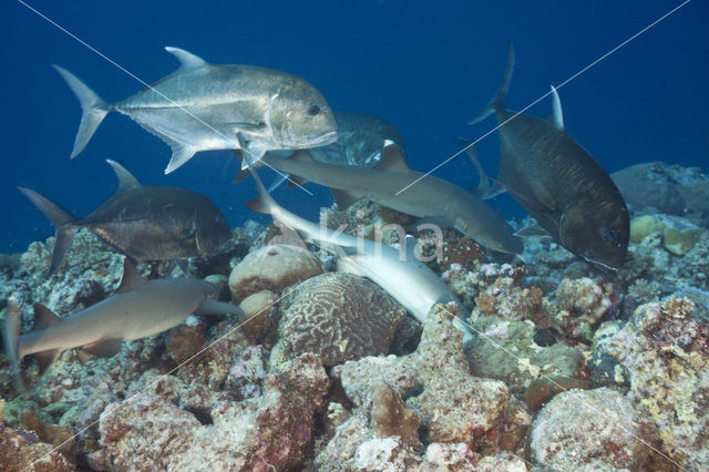 whitetip reefshark (Triaenodon obesus)