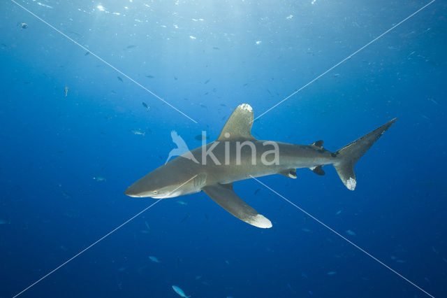 Oceanic whitetip shark (Carcharhinus longimanus )